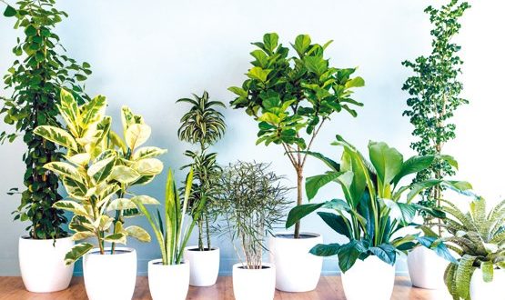 گیاهانی که هوا را تصفیه می کنند بشناسید